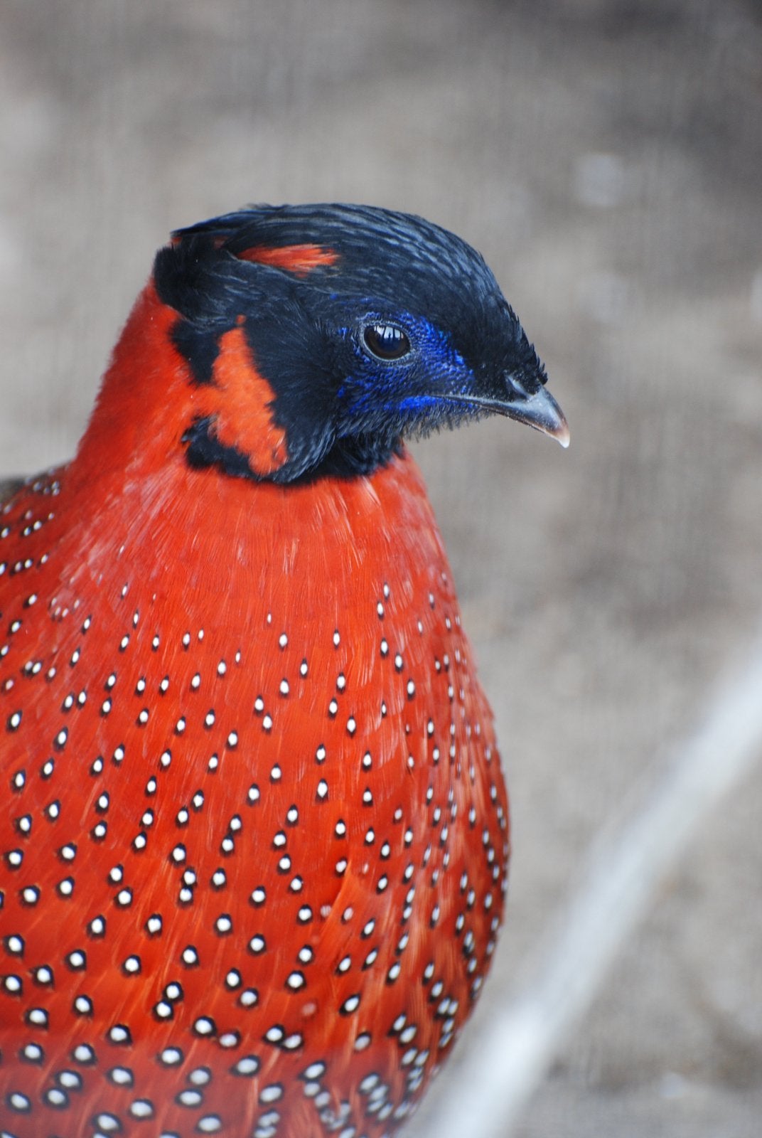 Satyr Tragopan haan, Animaux & Accessoires, Volatiles, Mâle, Autres espèces
