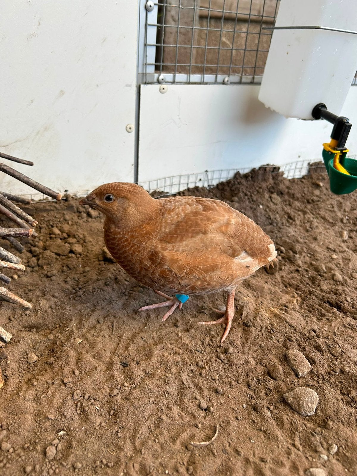 Japanse kwartel haan, Dieren en Toebehoren