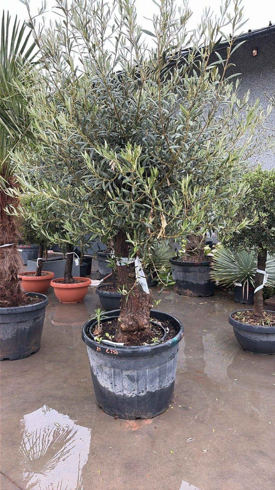 ‼️olijfbomen olea europaea aan stuntprijzen ‼️, Jardin & Terrasse, Plantes | Arbres, Enlèvement