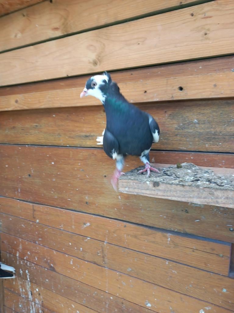 Iranian mooi duiven 30€ Koppel, Dieren en Toebehoren