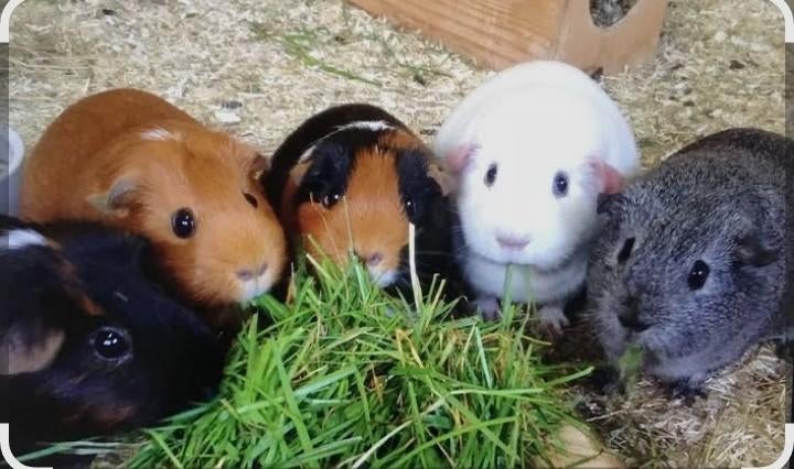 Gratis Cavia opvang., Dieren en Toebehoren, Knaagdieren, Maart, Cavia