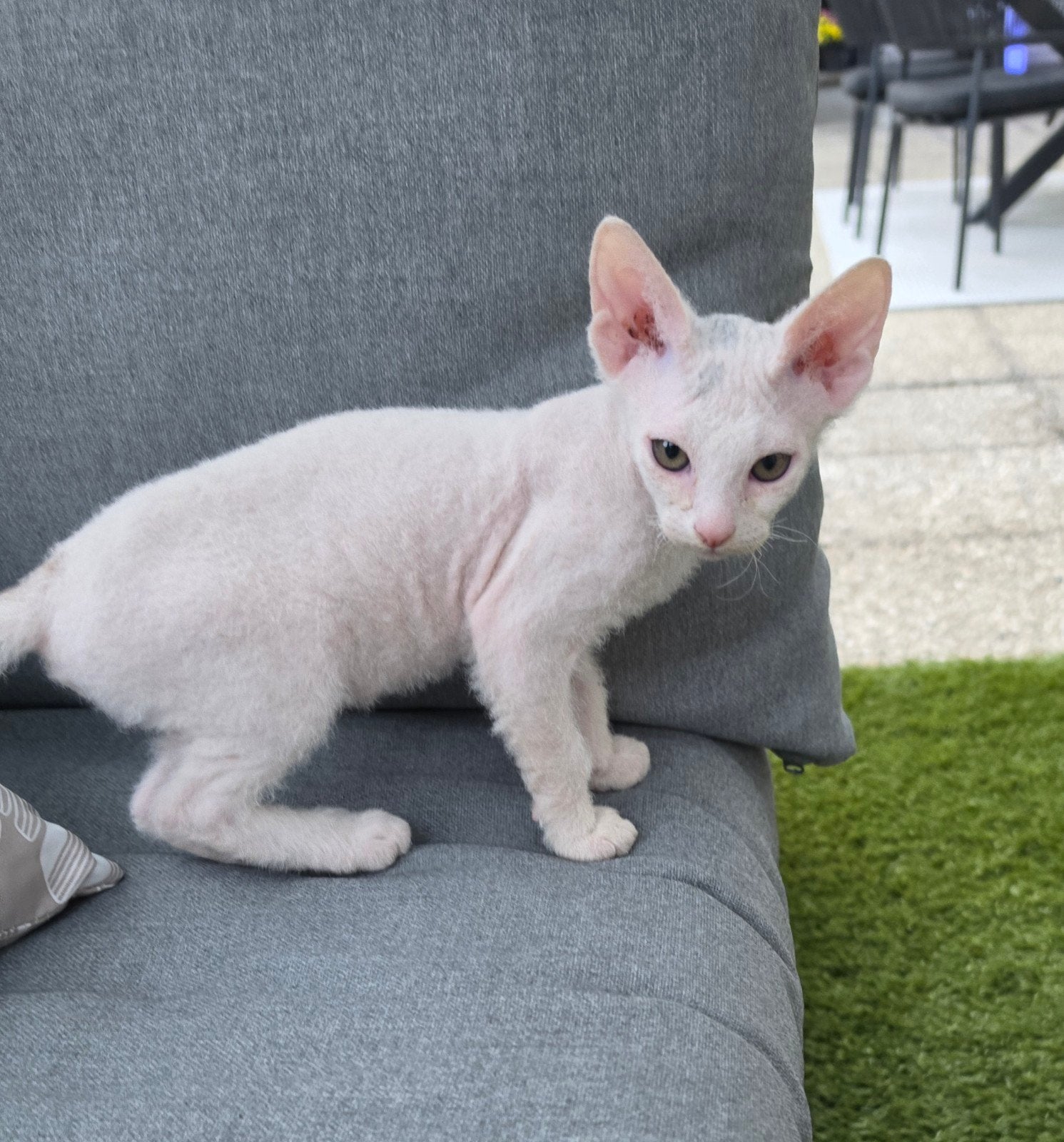 Chaton Sphynx avec duvet, Animaux & Accessoires, Chats & Chatons | Chats de race | Poil ras, Chatte ou Chat, Vermifugé, 0 à 2 ans