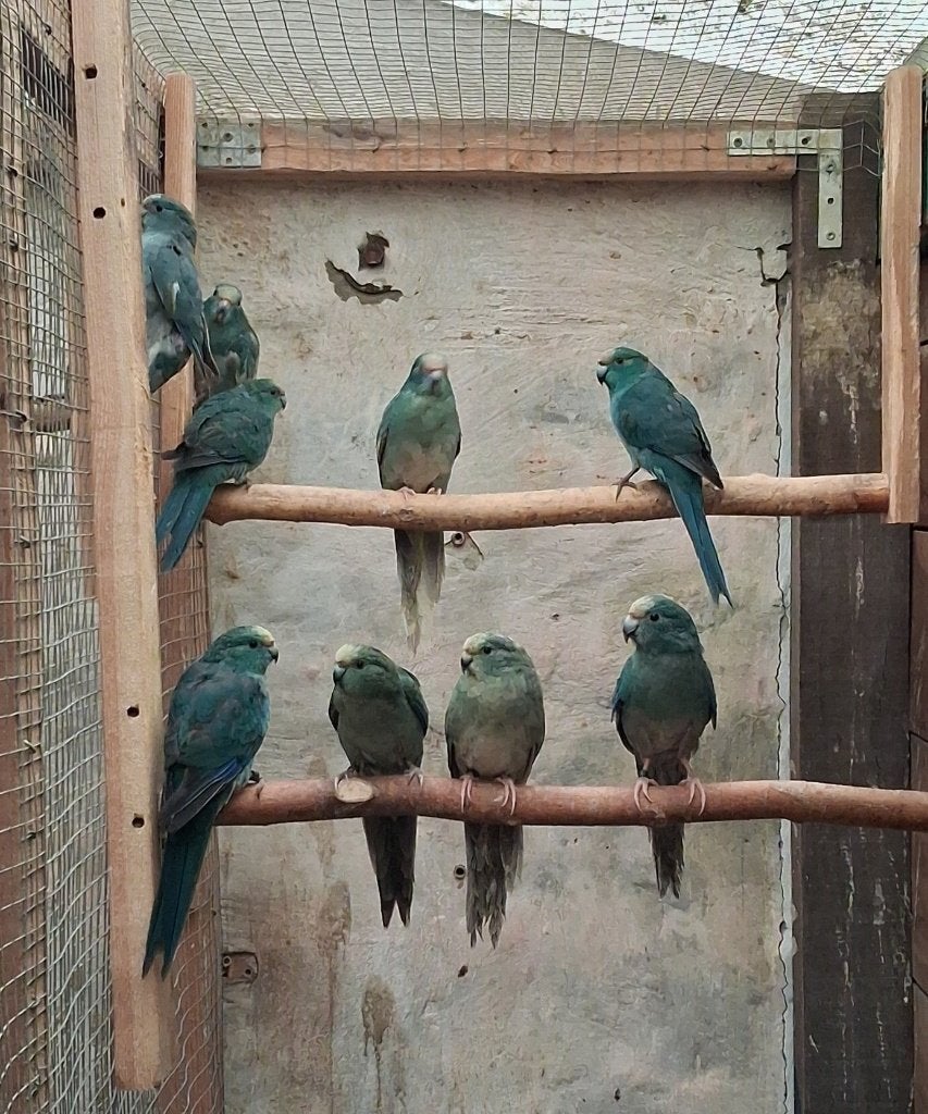 Kakariki 2026 Blauw, Dieren en Toebehoren, Meerdere dieren, Parkiet, Geringd