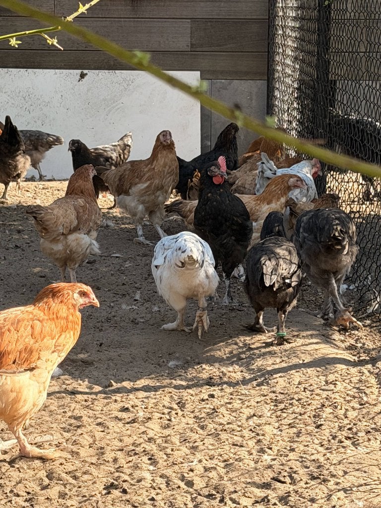 Marans, Dieren en Toebehoren, Pluimvee, Vrouwelijk, Kip
