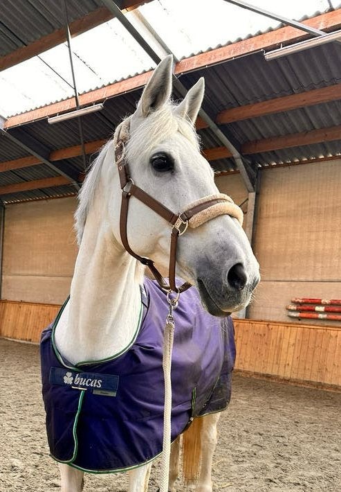 Fokmerrie (springen) / recreatiepaard te koop, Merrie, 11 jaar of ouder, Met stamboom, B