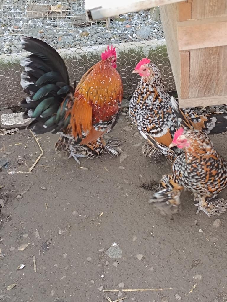 gezocht sabelpoot kriel, Dieren en Toebehoren, Pluimvee, Meerdere dieren, Kip