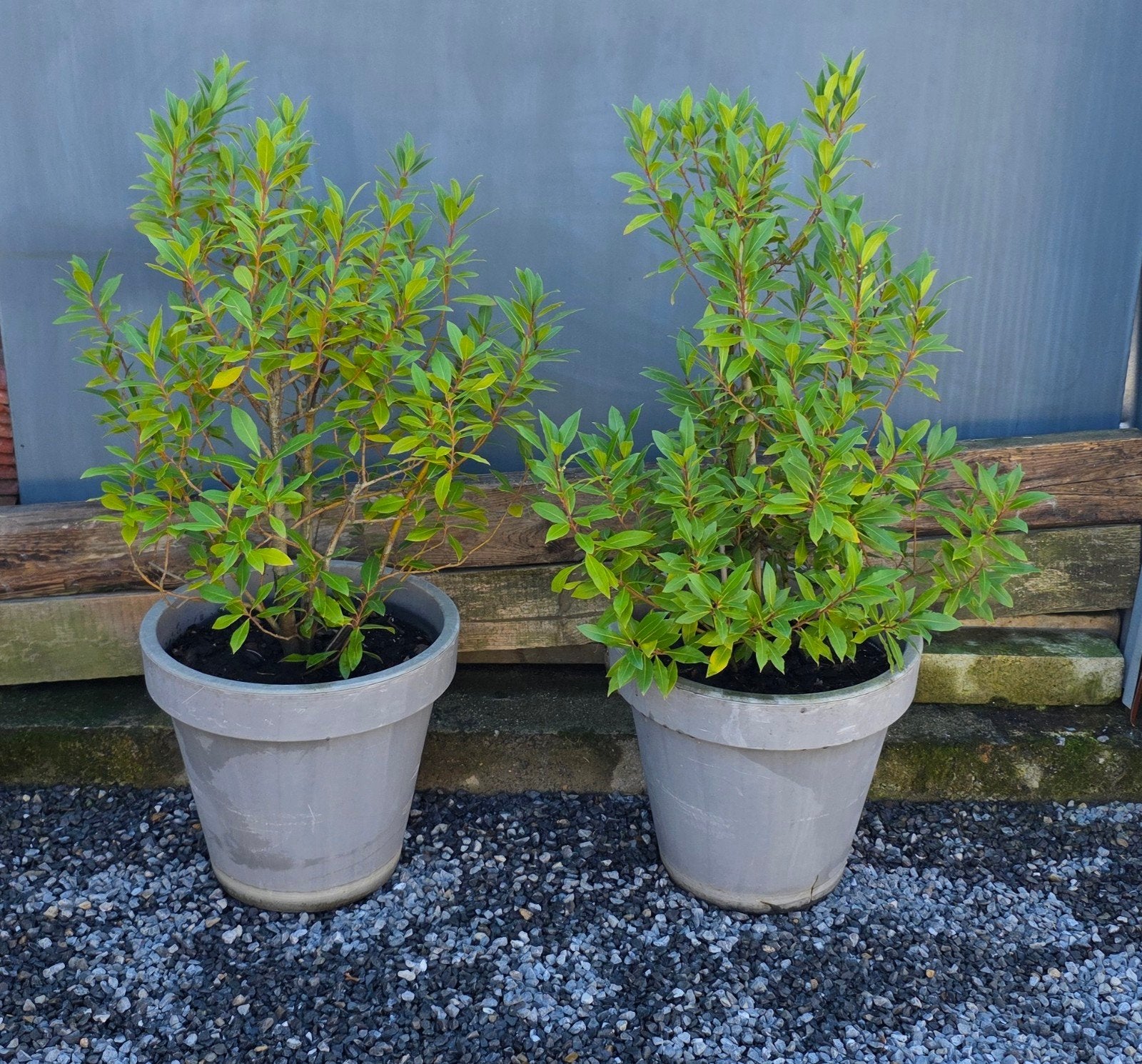 Laurier portugais, Jardin & Terrasse, Enlèvement, Laurier, Arbuste, Moins de 100 cm