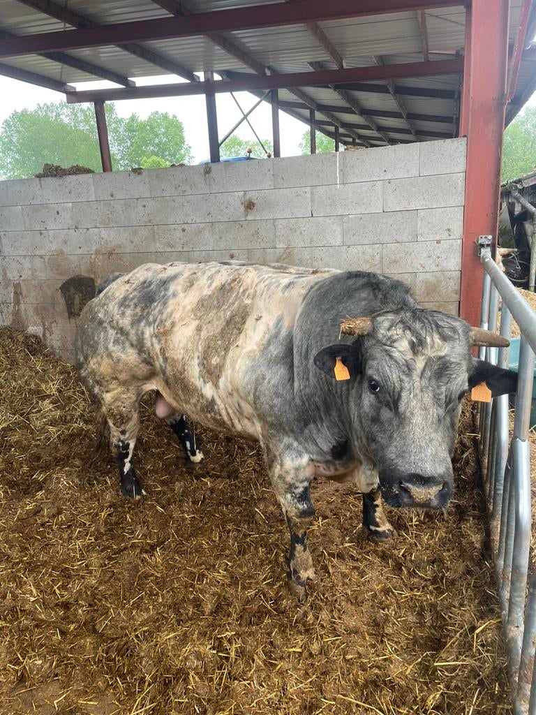 Dekstier te koop en 8 jonge stieren, Dieren en Toebehoren, Runderen, Mannelijk, 3 tot 6 jaar