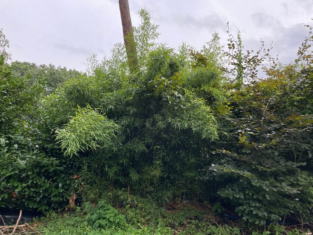 Gratis bamboe, Phyllostachys aurea, Ophalen, Bamboe, Haag, 250 cm of meer