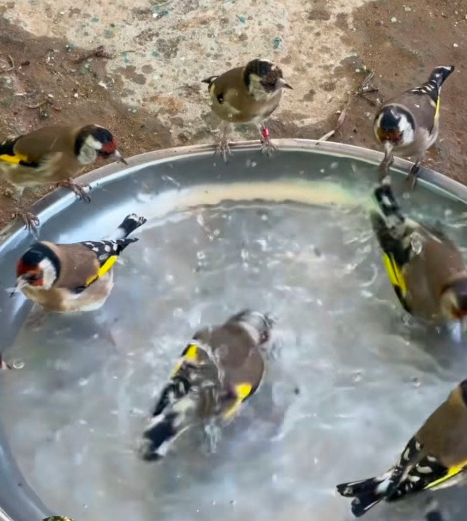 distelvink parva 2026, Meerdere dieren, Wildzangvogel, Tam