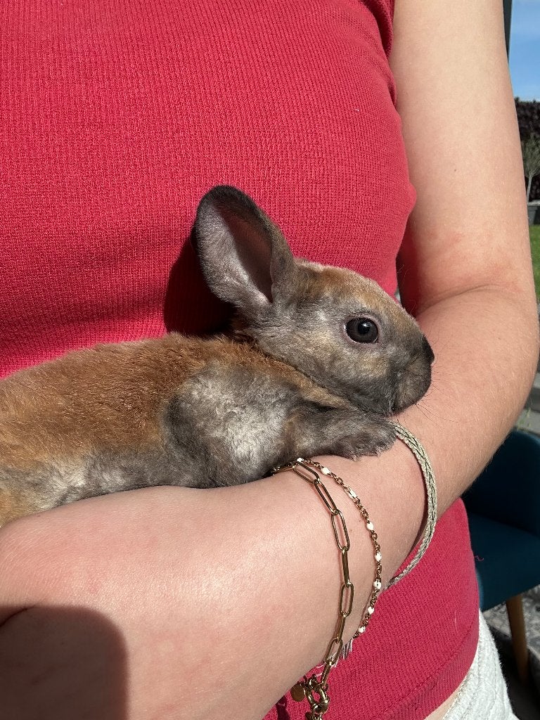 Lapin deco, Enlèvement, Neuf