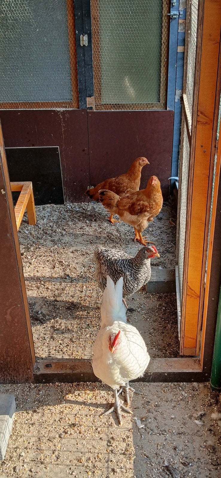 Hanen, Dieren en Toebehoren, Mannelijk