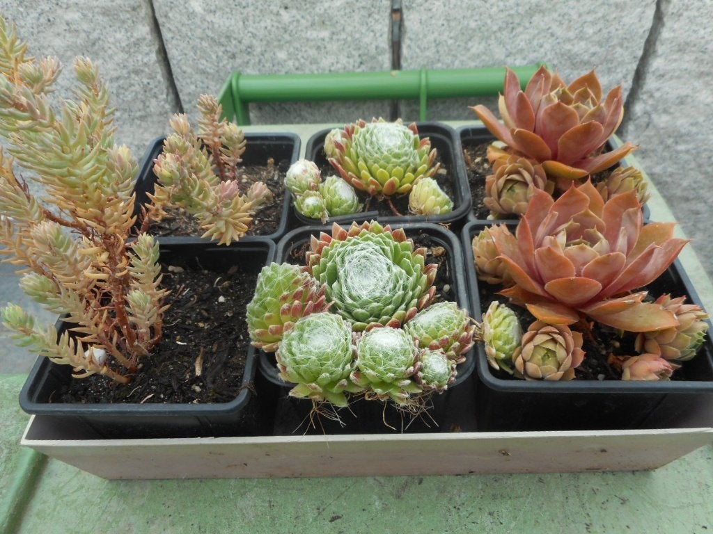 plantes, Jardin & Terrasse, Plantes | Jardin, Plein soleil, Été, Plante fixe, Enlèvement ou Envoi