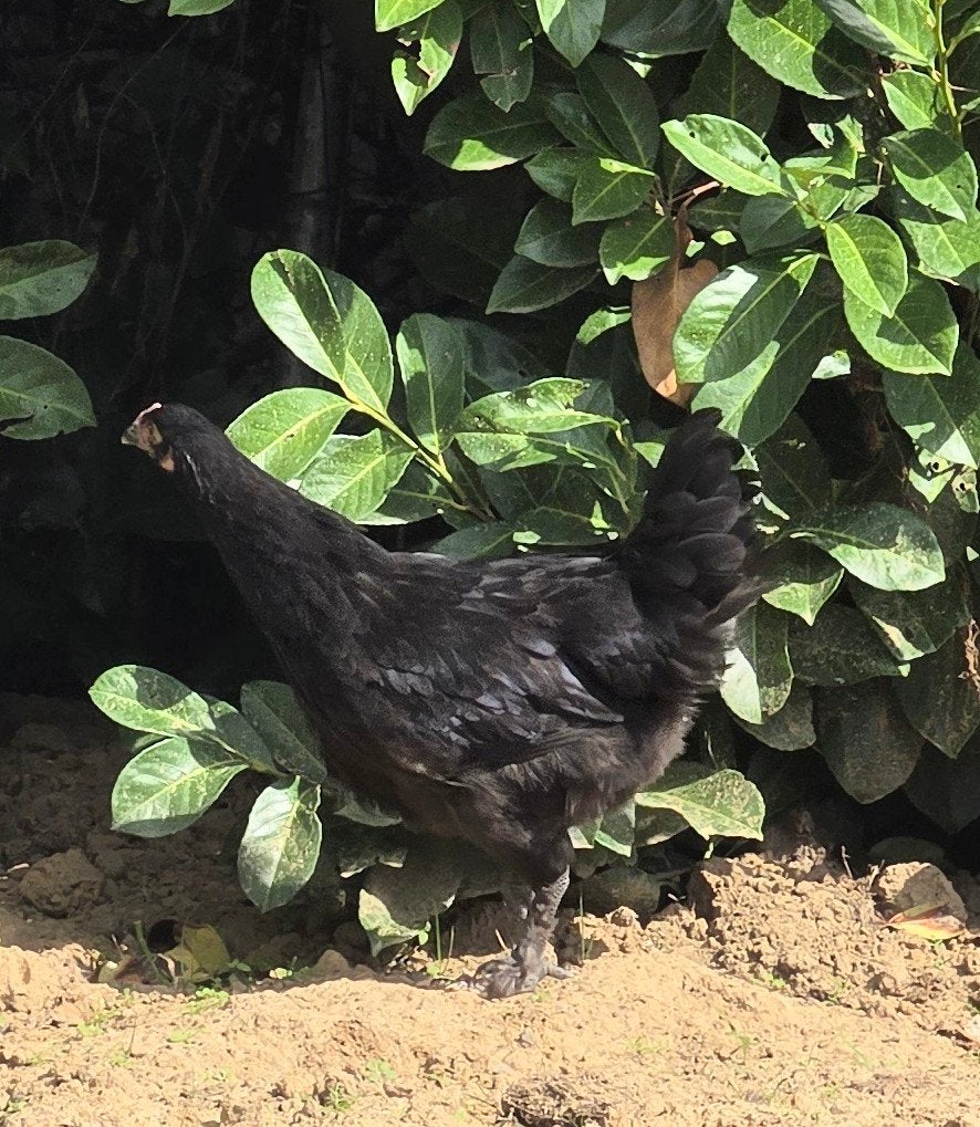 Poule de Marans (+/- 3 m d'âge)