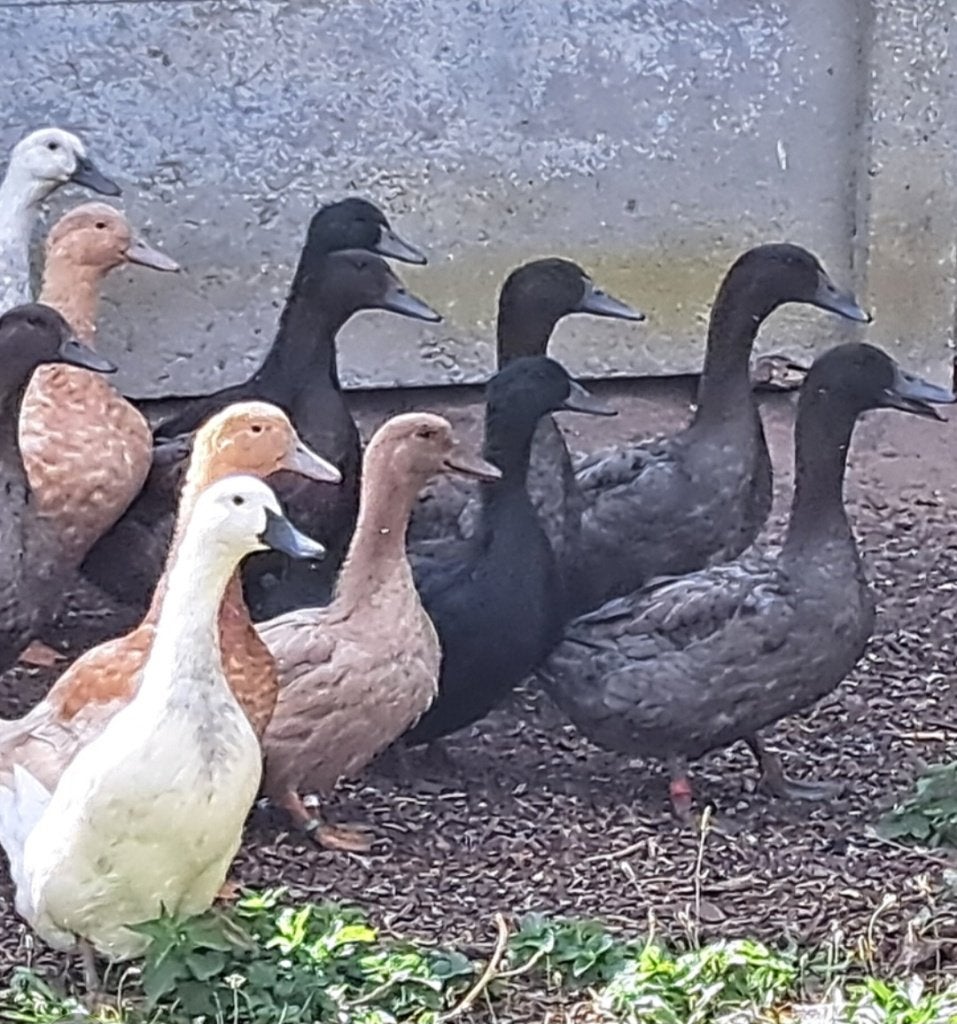 Blauwe eenden, Dieren en Toebehoren, Meerdere dieren, Eend