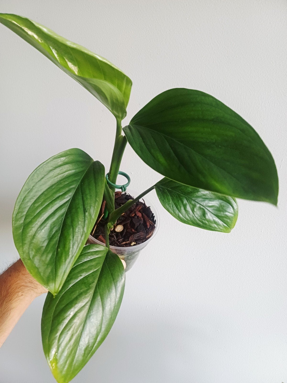Monstera Laniata, Autres espèces, En pot, Enlèvement ou Envoi, Moins de 100 cm
