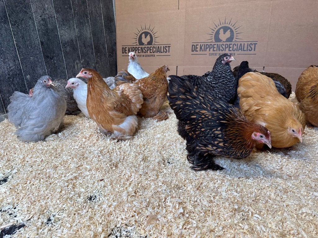 Cochin kriel kippen verschillende kleuren, gesekst & ingeënt, Dieren en Toebehoren, Pluimvee, Vrouwelijk, Kip
