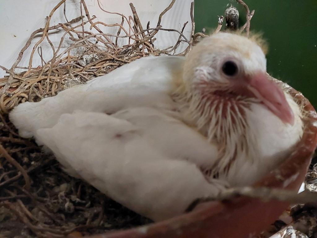 Witte postduif. Geringd met kbdb ring, Dieren en Toebehoren, Vogels | Duiven, Postduif