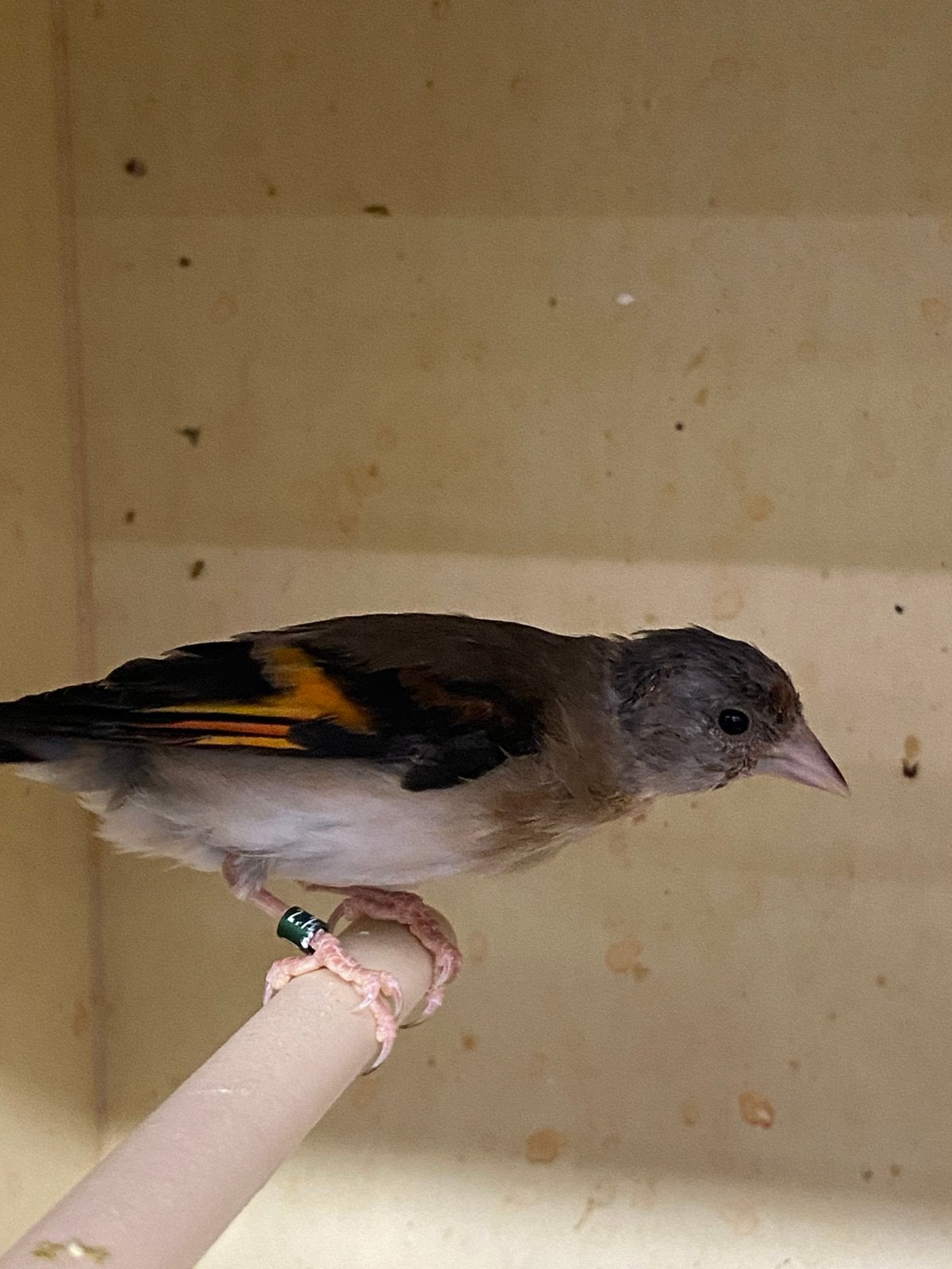 Kruisingen poppen 2026, Dieren en Toebehoren, Vrouwelijk, Wildzangvogel, Geringd