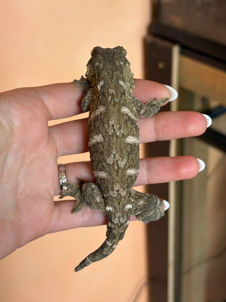Pine Island leachianus mannetje, Animaux & Accessoires, Reptiles & Amphibiens, Lézard, Domestique, 0 à 2 ans