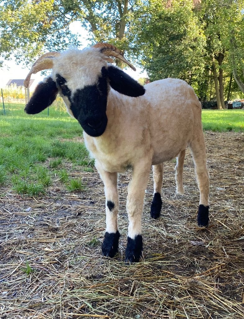 Walliser Schwartznase ooitje 6 maand, Femelle, Mouton, 0 à 2 ans