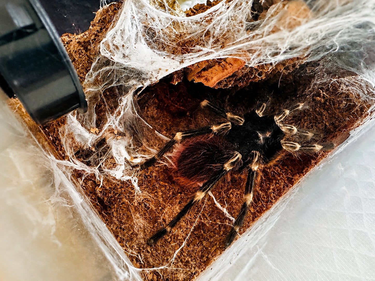 Vitalius chromatus (Brazilian Red & White Tarantula), Spin of Schorpioen