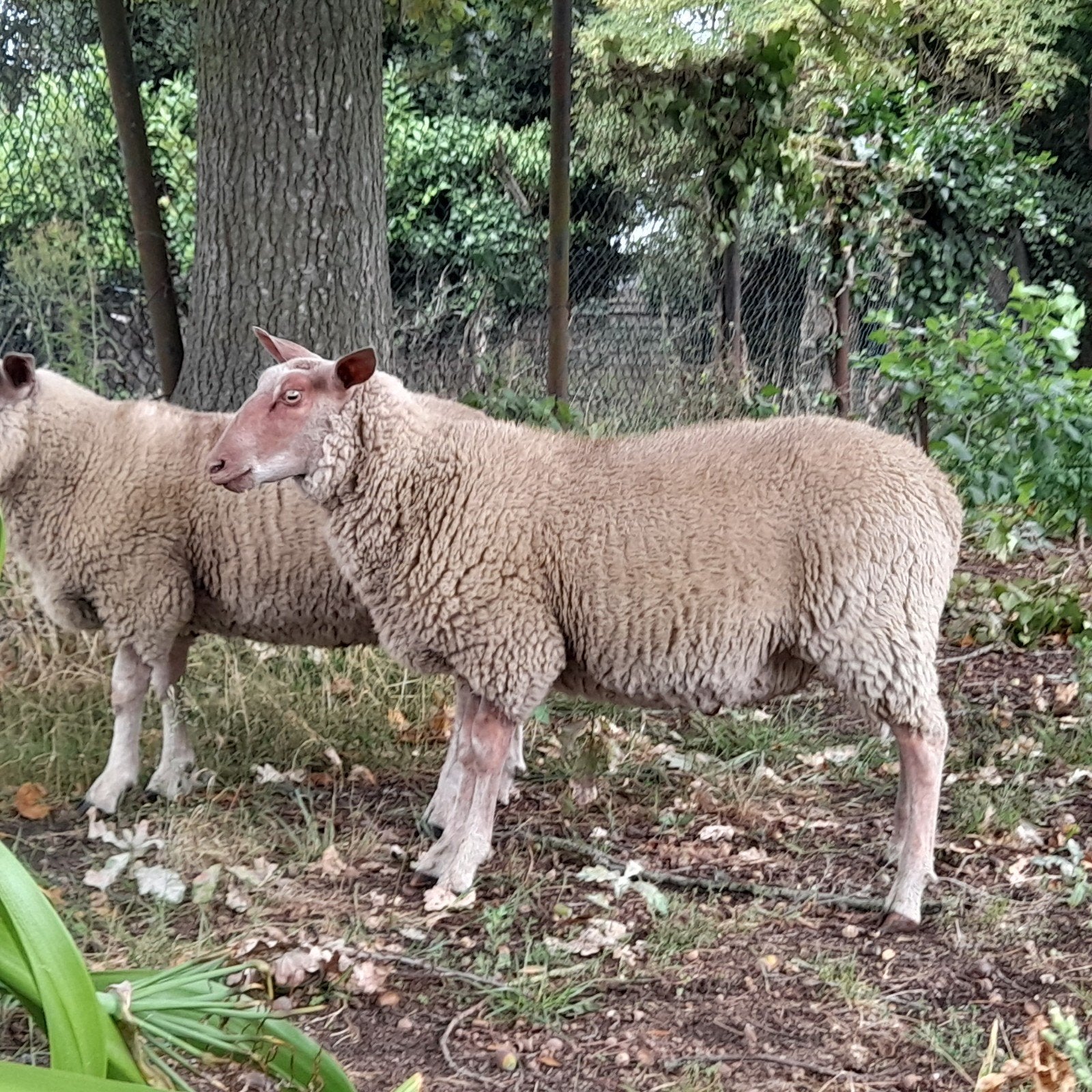 Rouge de l'Ouest ram geboren 15/03, Mâle, Mouton, 0 à 2 ans