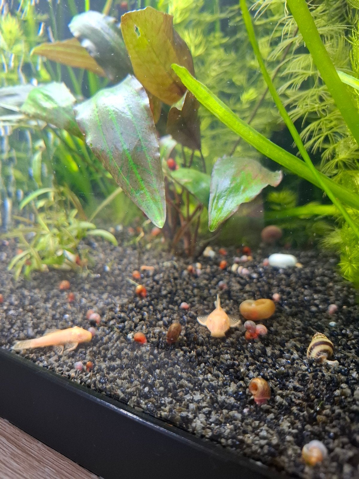 Gouden Pleco, Animaux & Accessoires, Poissons | Poissons d'aquarium