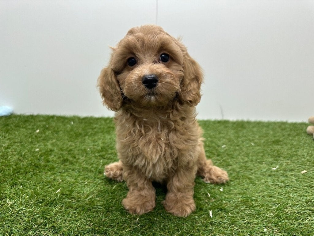 Maltipoo pups, België, 8 tot 15 weken, Parvo, Meerdere
