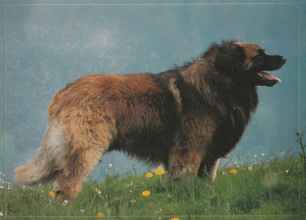 CHROMO  LEONBERGER, Collections, Enlèvement ou Envoi, Neuf, Animal, Gravure