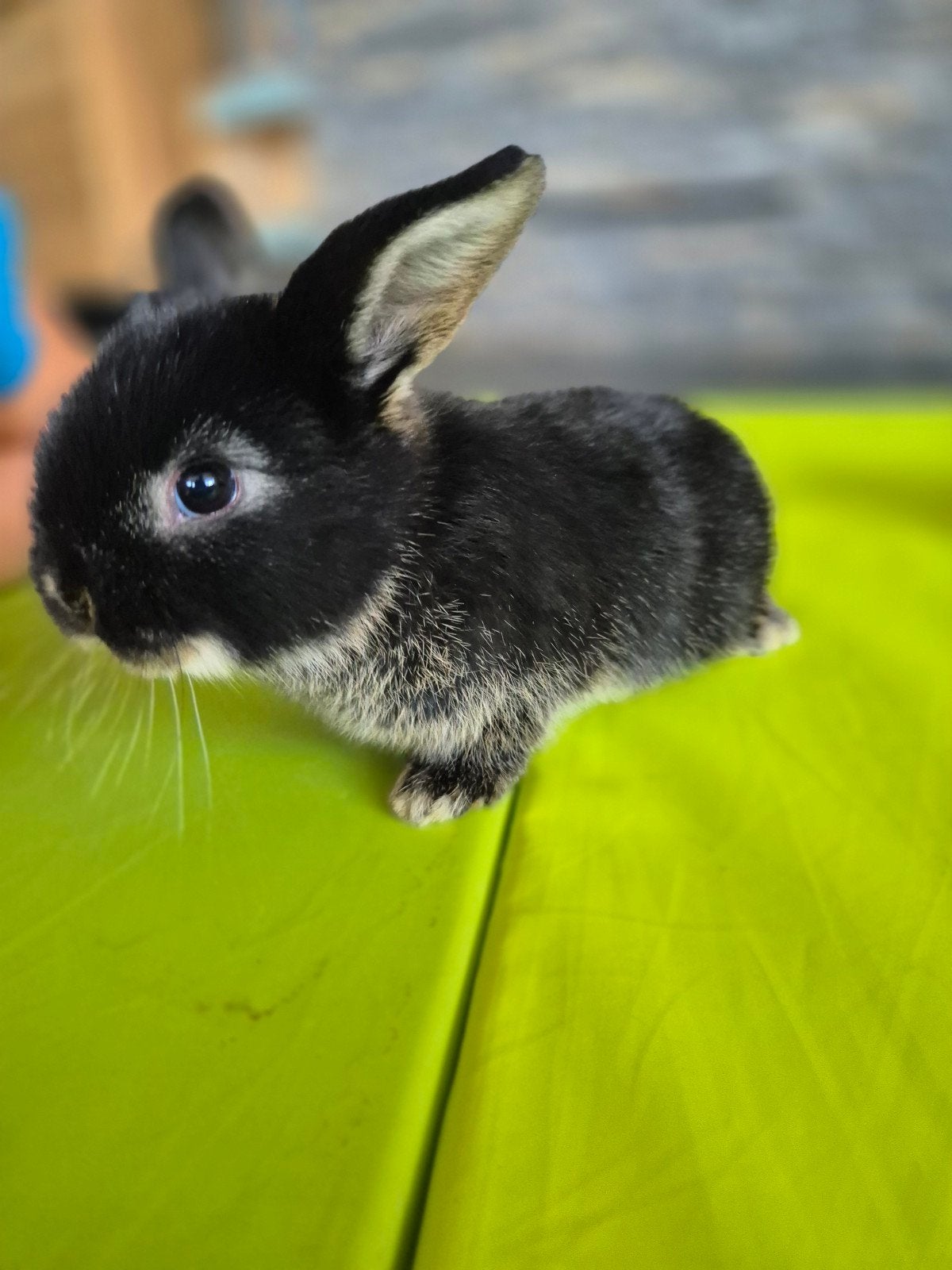 dwergkonijtjes, Dieren en Toebehoren, Meerdere dieren, Dwerg, 0 tot 2 jaar