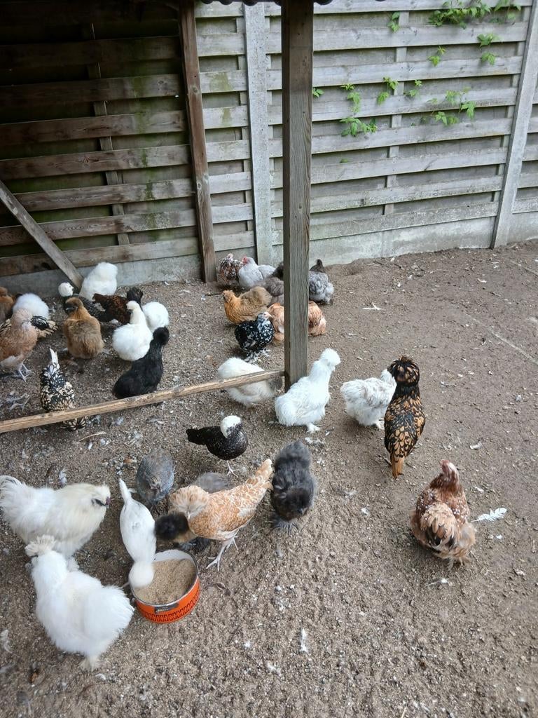 sierkippen: zijdehoen, cochin, padua, hollandse witkuif,..., Dieren en Toebehoren, Meerdere dieren, Kip