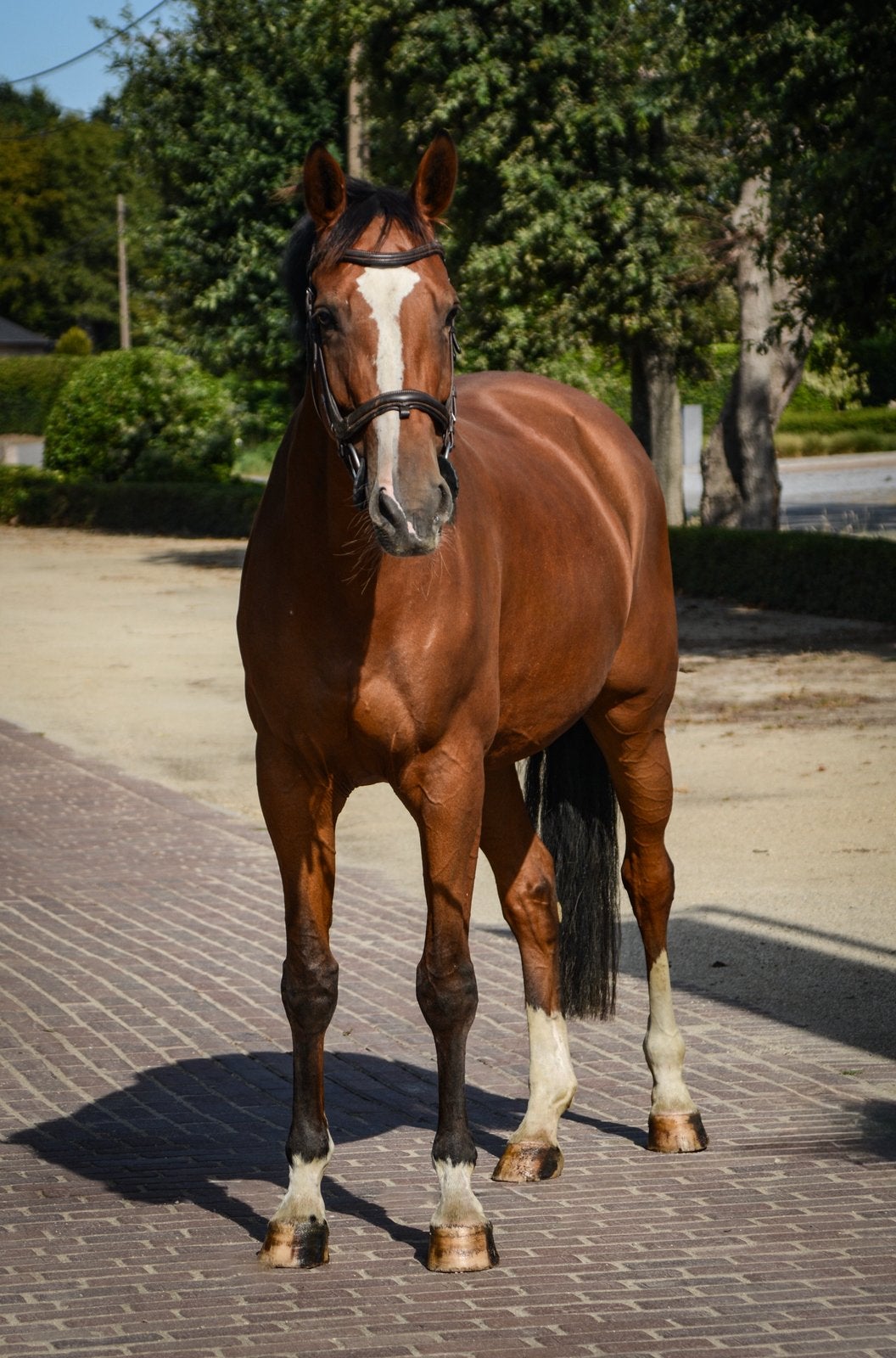 Springpaard/recreatiepaard/fokmerrie te koop, Merrie, 165 tot 170 cm, Springpaard, 7 tot 10 jaar