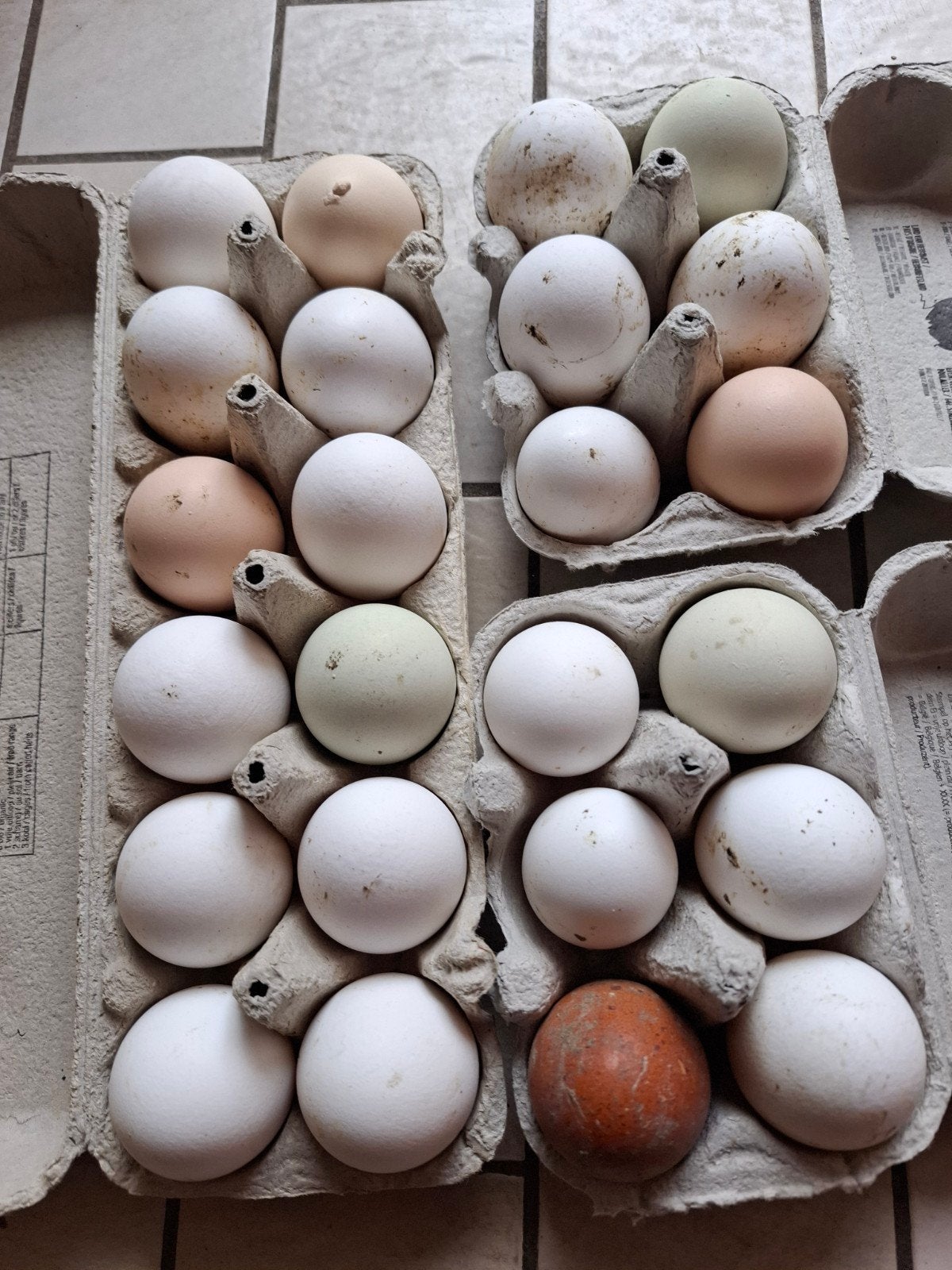 Oeufs frais (non fécondés)      5€/12 pièces, Enlèvement