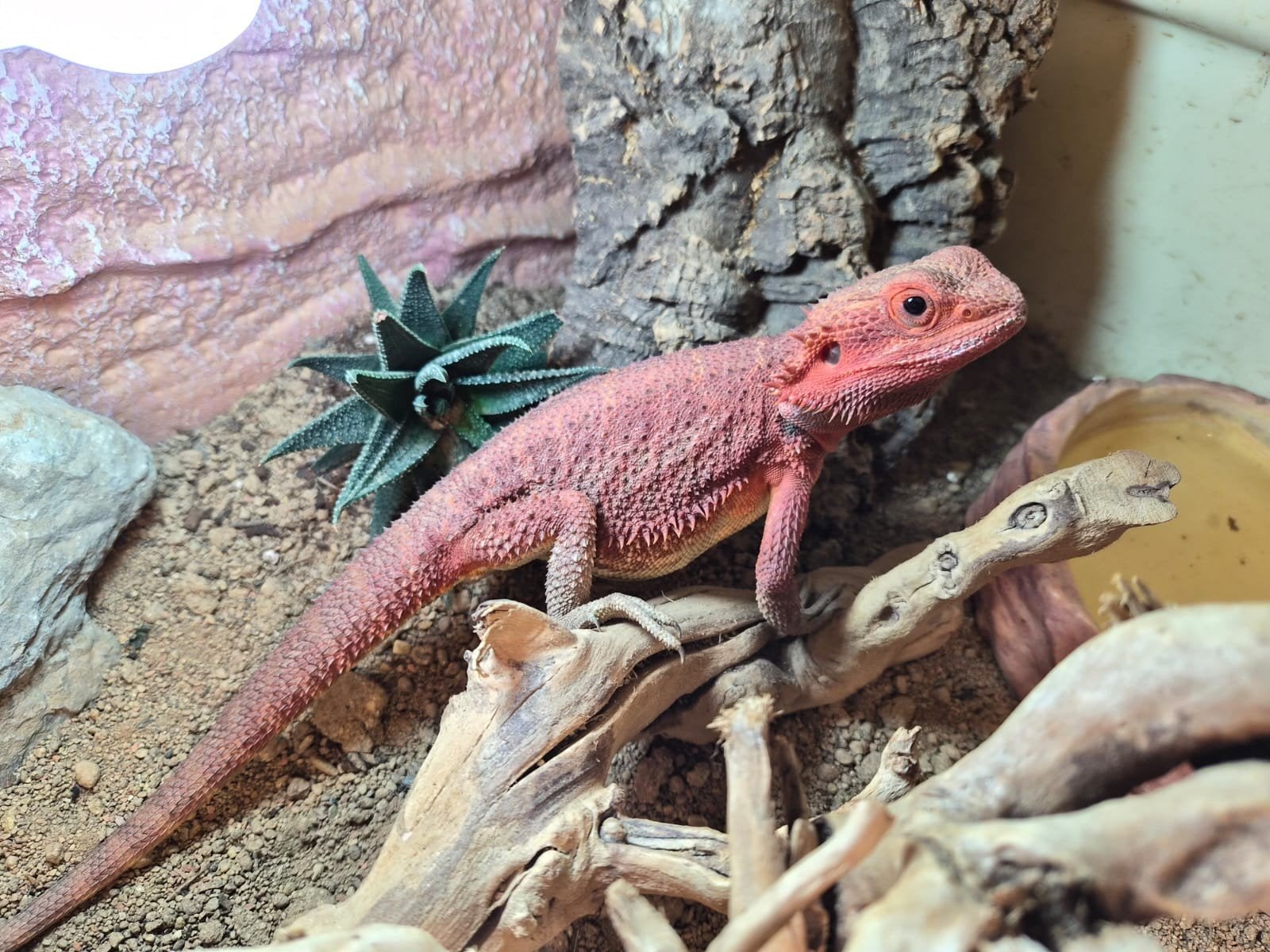 Pogona hypo trans rood, Dieren en Toebehoren