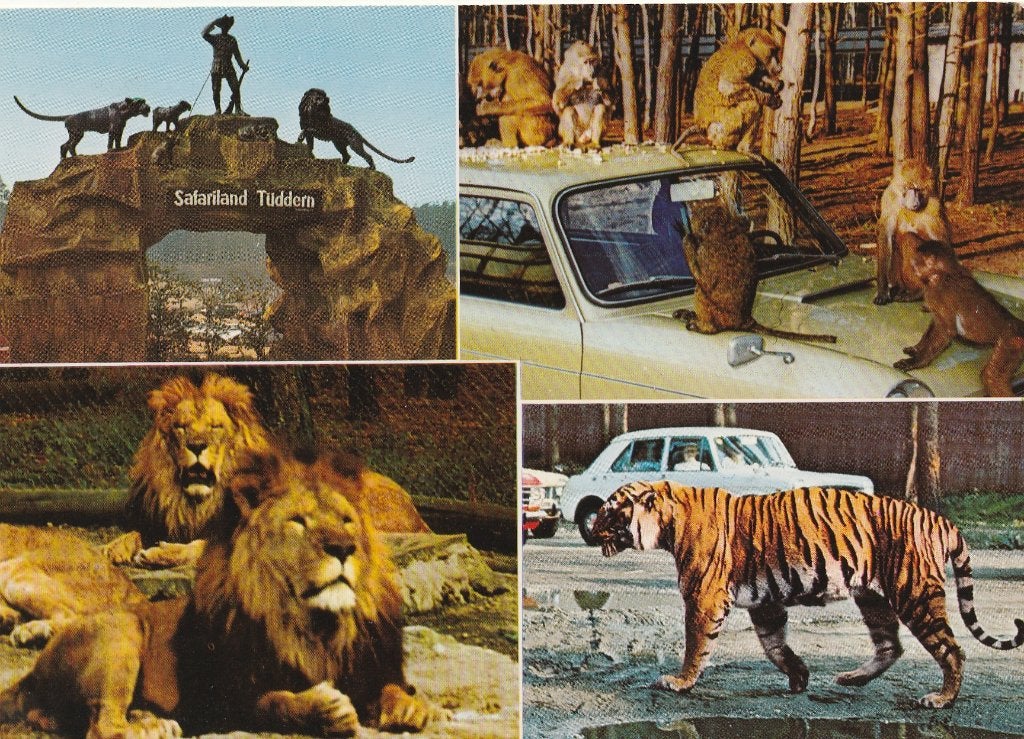 SAFARI-PARK  TUDDERN, Collections, Cartes postales | Animaux, Envoi, Non affranchie, Animal sauvage