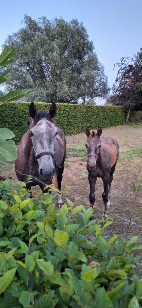 Davidson Van 't Landhuisje — BWP Hengstveulen · Merelbeke, Dieren en Toebehoren, Springpaard, 175 cm of meer, Met stamboom, 0 tot 2 jaar