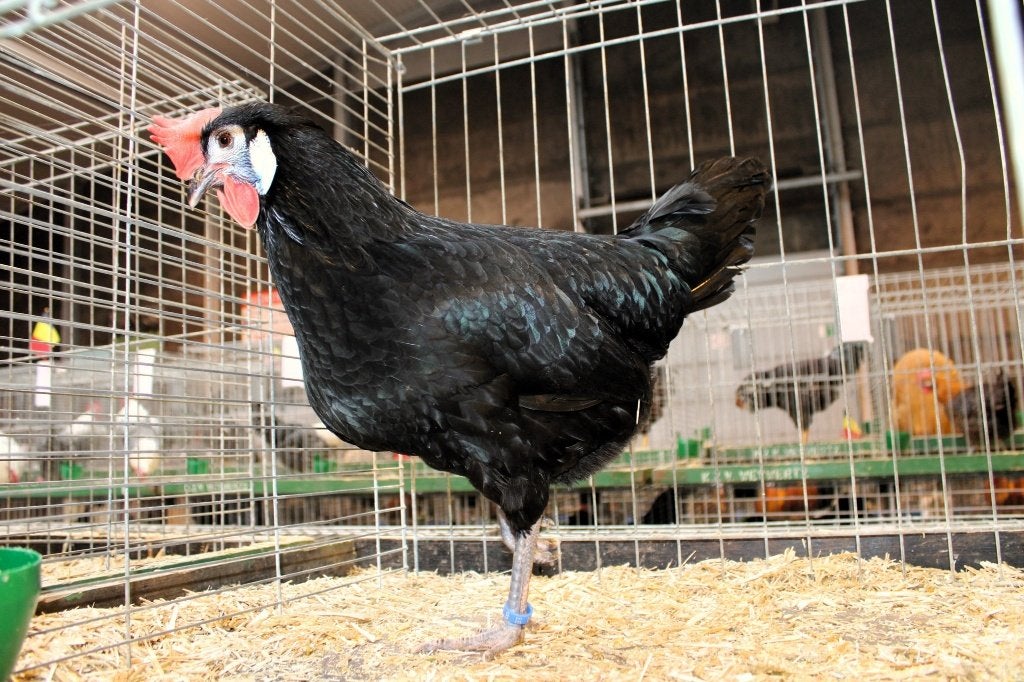 broedeieren spaanse witwang (groot), Sexe inconnu, Poule ou poulet