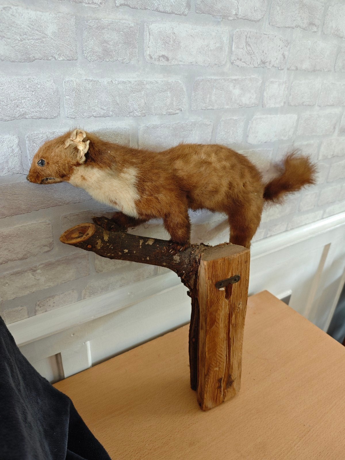 opgezette marter op.stuk hout, Verzenden