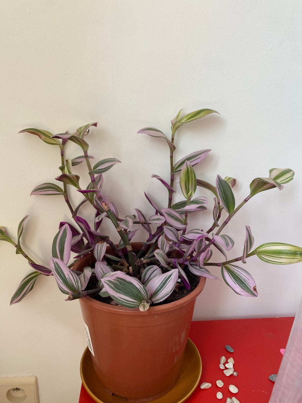 Tradescantia Zebrina: 6,5 €, Autres espèces, En pot, Moins de 100 cm, Enlèvement