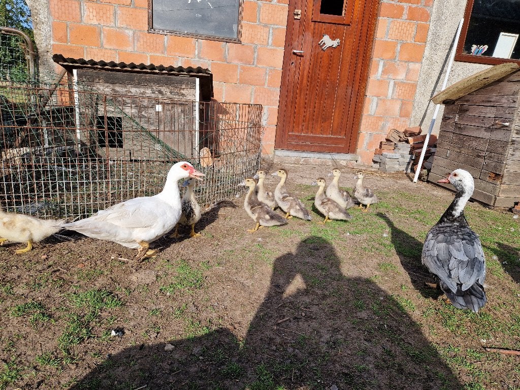 Barbarie eendekuikens, Dieren en Toebehoren, Meerdere dieren, Eend