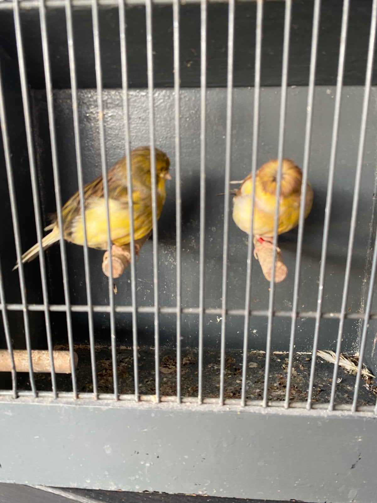 Koppel glosters, Dieren en Toebehoren