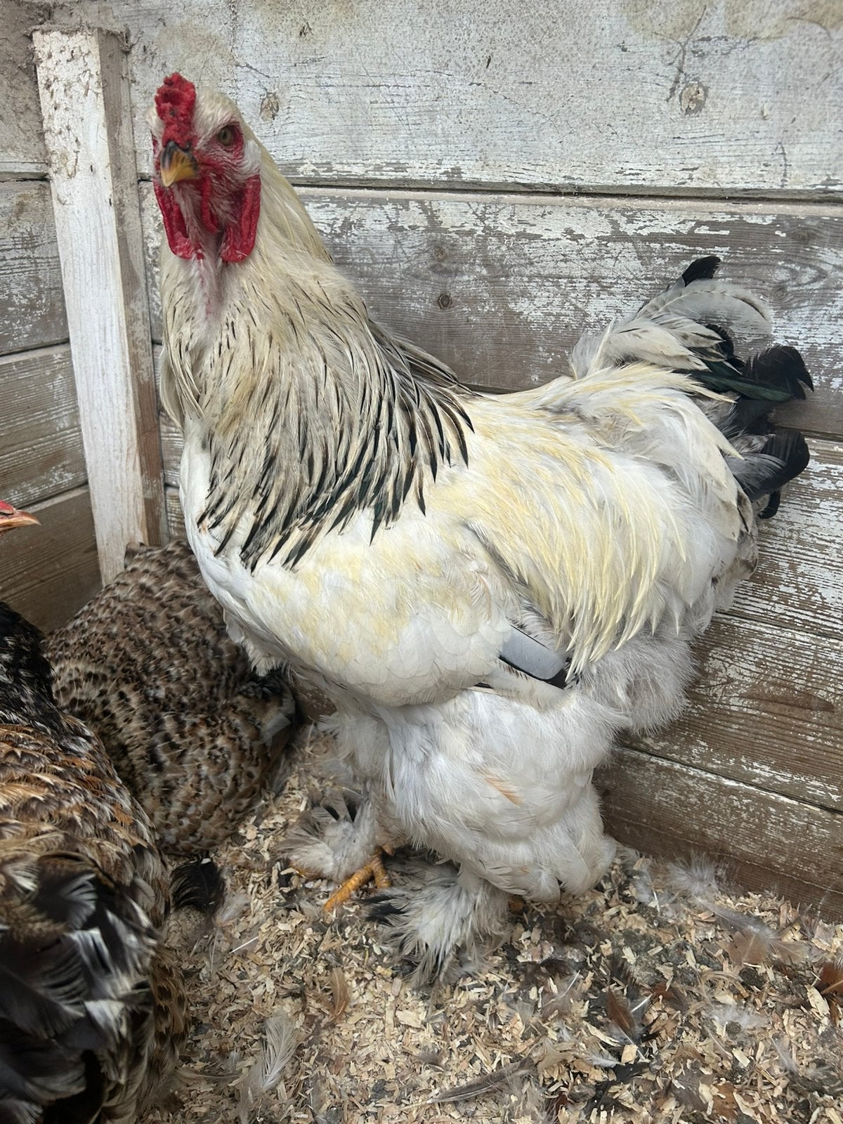 Gratis brahma, Dieren en Toebehoren