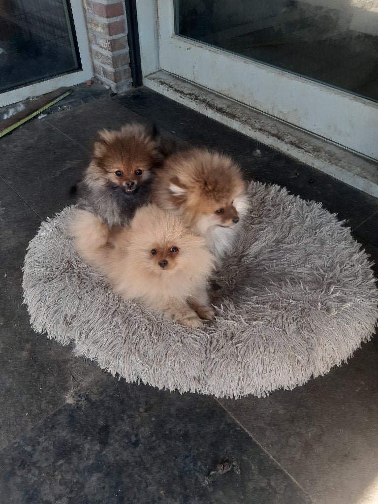 pomeriaantjes, Animaux & Accessoires, Chiens | Chihuahuas & Chiens de compagnie, 15 semaines à 1 an, Chien (mâle), Belgique, Plusieurs