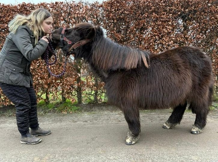 shetlander te koop, Débourré