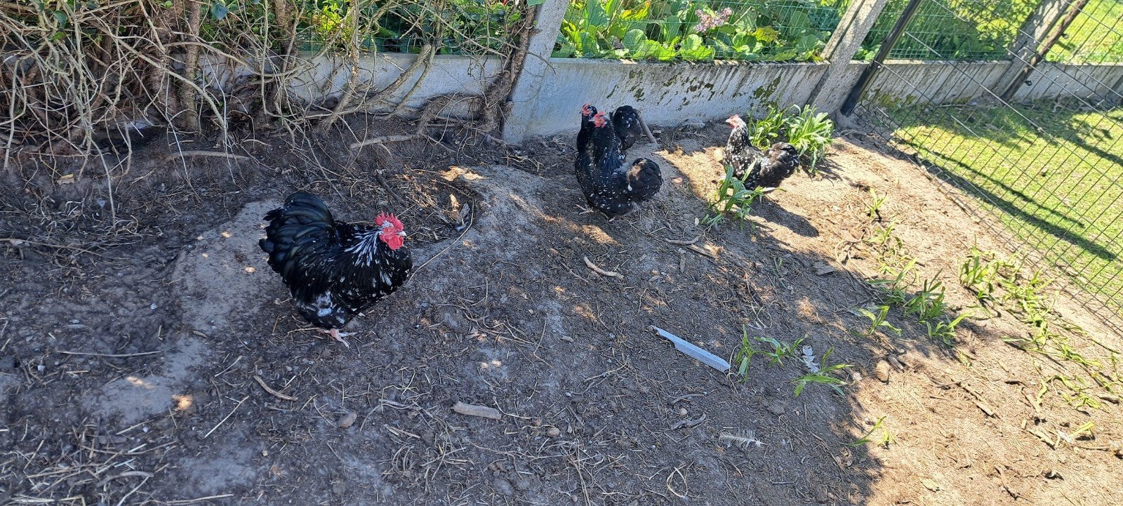 Orpington krielen, Dieren en Toebehoren, Pluimvee