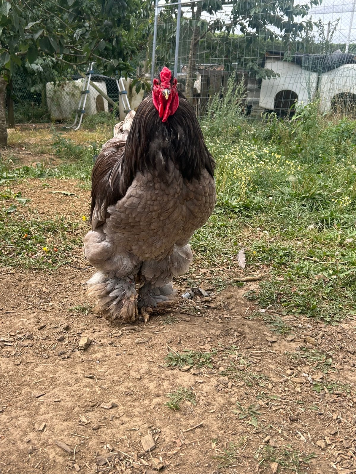 Brahma haan groothoender, Dieren en Toebehoren, Pluimvee