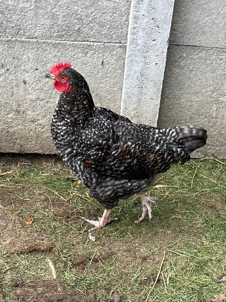 Haan kruising Mechelse koekoek, Dieren en Toebehoren, Mannelijk, Kip