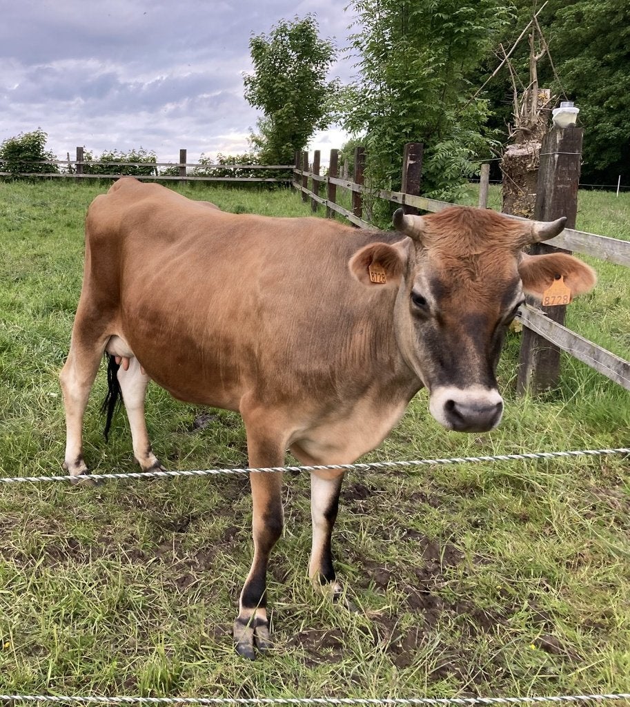 Jersey te koop, Dieren en Toebehoren, Vrouwelijk, 0 tot 2 jaar