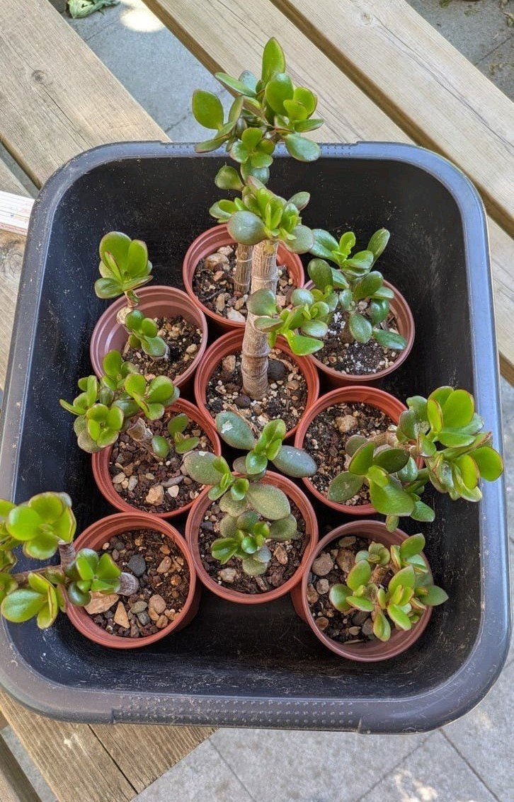 9 Crassula Ovata bonsai starters, Ophalen, Vetplant, In pot, Minder dan 100 cm